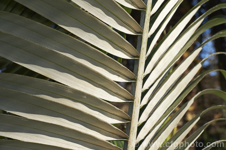 The silvery white undersides of the fronds of the Andean Wax Palm (<i>Ceroxylon quindiuense</i>), a feather palm that can grow to as much as 60m tall and which is native to the mountain of Colombia and Peru where it occurs at elevations of 200-3150m. It produces large panicles of pale pink flowers that are followed by golden orange fruits.