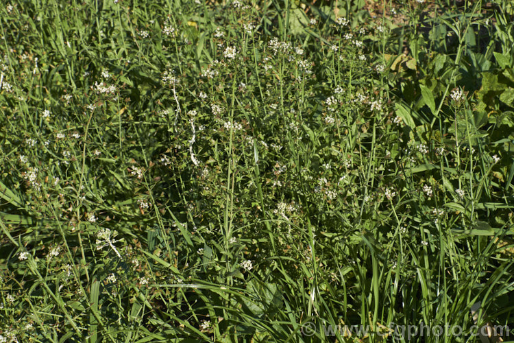 Shepherd's Purse (<i>Capsella bursa-pastoris</i>), a taproot-forming annual that is widely-occurring weed of cultivated land. The common name is derived from the shape of the seed capsule. Order: Brassicales, Family: Brassicaceae