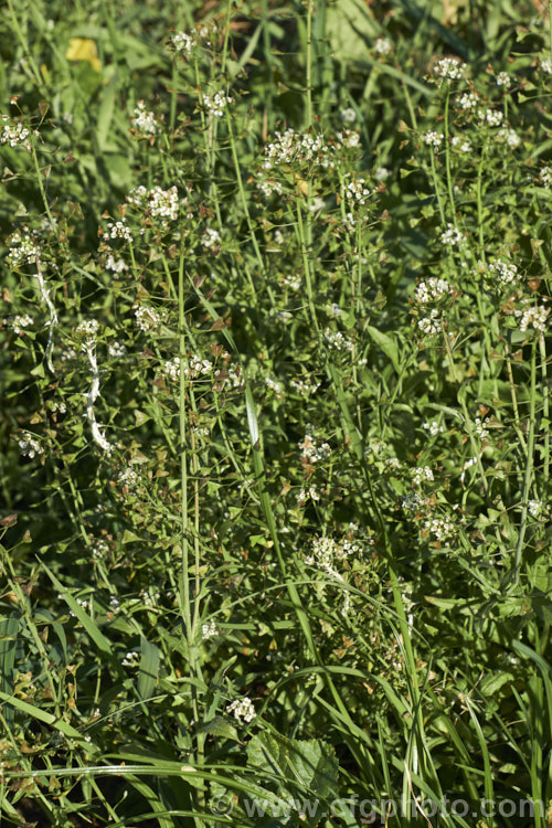 Shepherd's Purse (<i>Capsella bursa-pastoris</i>), a taproot-forming annual that is widely-occurring weed of cultivated land. The common name is derived from the shape of the seed capsule. Order: Brassicales, Family: Brassicaceae