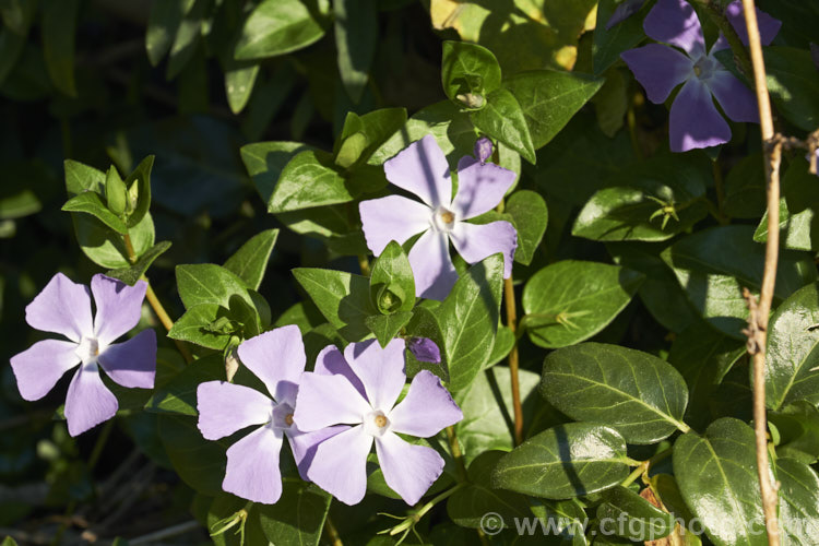 Periwinkle (<i>Vinca major</i>), a spreading, rather vine-like evergreen perennial native to western Asia. It flowers most heavily in spring and is usually regarded as a tolerable weed in semi-wild gardens rather than a plant to be cultivated. It is very similar to but slightly larger in all respects than Lesser Periwinkle (<i>Vinca minor</i>). vinca-3390htm'>Vinca. Order: Gentianales, Family: Apocynaceae