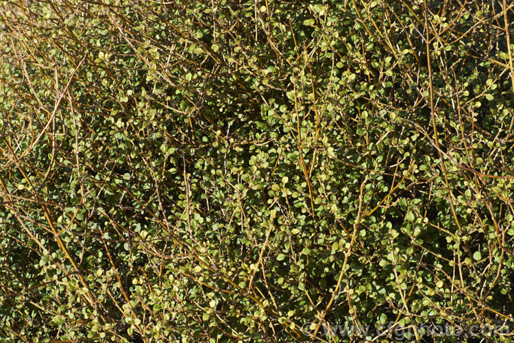 Coprosma virescens, an evergreen shrub up to 8m tall, native to New Zealand with a scattered distribution in both main islands, mainly in the east. It has a strongly divaricating growth habit, tangled orange-brown stems and small leaves. The flowers are minute but those on female plants are followed by small, black-spotted, white fruits. Order: Gentianales, Family: Rubiaceae