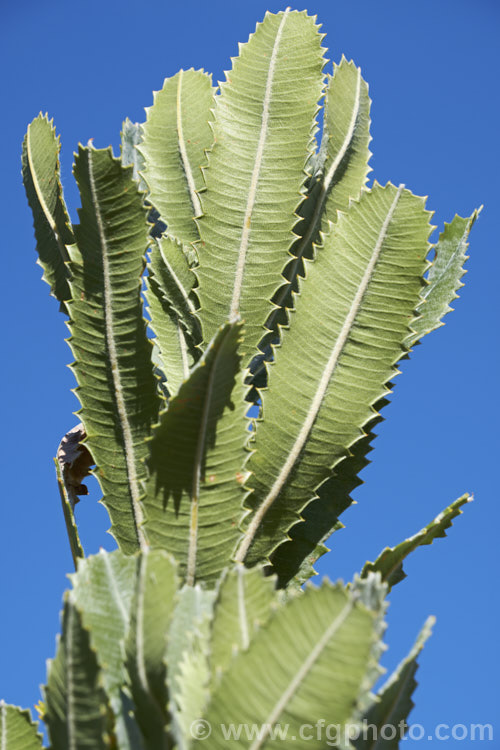 The undersides of the foliage of the Saw. Banksia or Red Honeysuckle (<i>Banksia serrata</i>), a 10-16m tall species from eastern Australia. The name. Red Honeysuckle refers to the colour of the beautifully grained wood, while. Saw. Banksia comes from the sharp, coarsely serrated edges of the stiff leathery leaves. Order: Proteales, Family: Proteaceae