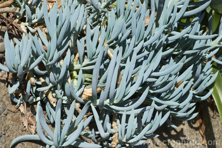 Curio repens photo at Pictures of Plants stock image library