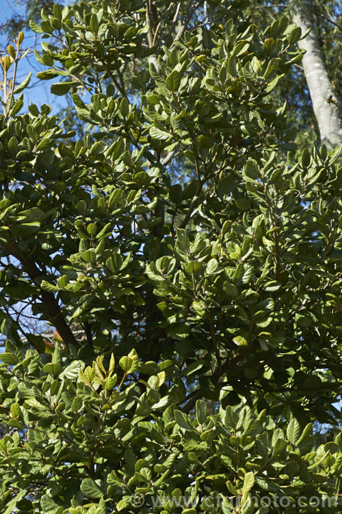 Taraire (<i>Beilschmiedia tarairi</i>), an evergreen tree of the laurel family (<i>Lauraceae</i>) native to the North Island of New Zealand above latitude 38 South It grows to around 20m tall, has distinctive heavily veined, oval leaves to 75mm long and panicles of tiny green flowers that are followed by deep bluish purple, olive-like fruits to 30mm long. Order: Laurales, Family: Lauraceae