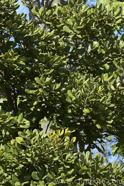 Taraire (<i>Beilschmiedia tarairi</i>), an evergreen tree of the laurel family (<i>Lauraceae</i>) native to the North Island of New Zealand above latitude 38 South It grows to around 20m tall, has distinctive heavily veined, oval leaves to 75mm long and panicles of tiny green flowers that are followed by deep bluish purple, olive-like fruits to 30mm long. Order: Laurales, Family: Lauraceae