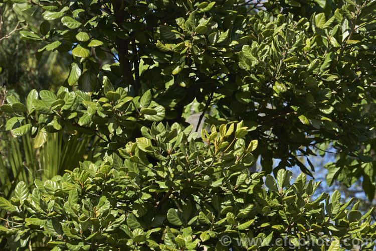 Taraire (<i>Beilschmiedia tarairi</i>), an evergreen tree of the laurel family (<i>Lauraceae</i>) native to the North Island of New Zealand above latitude 38 South It grows to around 20m tall, has distinctive heavily veined, oval leaves to 75mm long and panicles of tiny green flowers that are followed by deep bluish purple, olive-like fruits to 30mm long. Order: Laurales, Family: Lauraceae