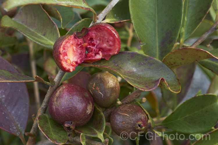 Cattley. Guava, Strawberry Guava or Cherry Guava (<i>Psidium cattleianum [syn. Psidium cattleyanum]), an evergreen shrub native to Brazil. Its small creamy white flowers, which often brown almost as soon as they open, develop into sweet, red or yellow, edible fruits. This species can be very invasive in mild climates and although widely cultivated, it also has the potential to be a serious weed. psidium-3510htm'>Psidium. .