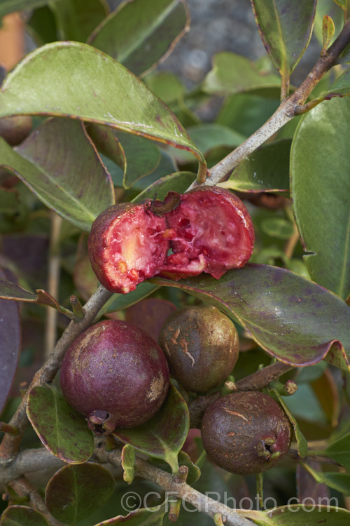 Cattley. Guava, Strawberry Guava or Cherry Guava (<i>Psidium cattleianum [syn. Psidium cattleyanum]), an evergreen shrub native to Brazil. Its small creamy white flowers, which often brown almost as soon as they open, develop into sweet, red or yellow, edible fruits. This species can be very invasive in mild climates and although widely cultivated, it also has the potential to be a serious weed. psidium-3510htm'>Psidium. .