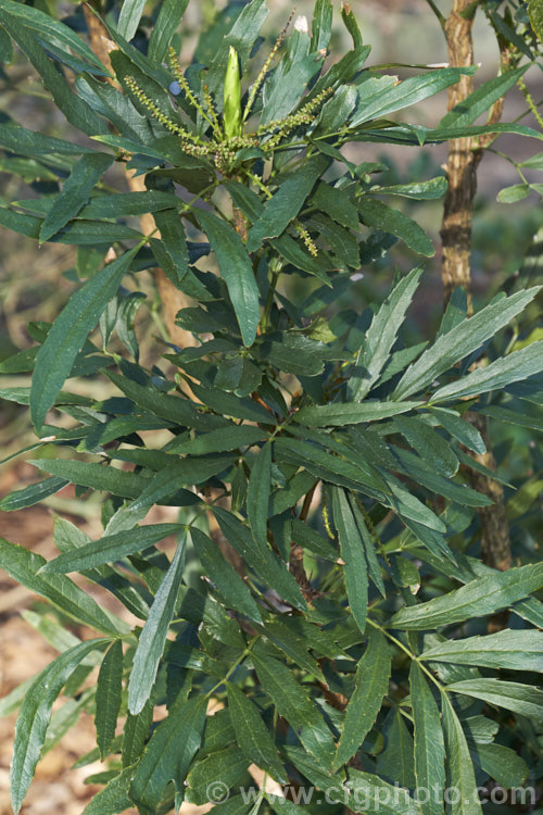 Mahonia taronensis, an evergreen shrub native to Tibet and Yunnan, China. It is slow-growing, has cane-like stems and small spikes of short-lived yellow flowers. The leaves are thick and leathery, with only small spines. This appears to be the plant sold as Mahonia henryi in New ZealandOrder: Ranunculales, Family: Berberidaceae