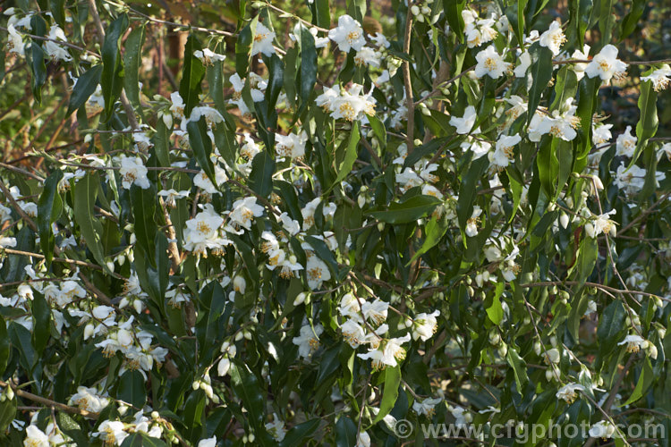 <i>Camellia tsaii</i>, a fragrant, late winter- to early spring-flowering, rather tender shrub or small tree native to Burma, southwestern China and northern Vietnam. Order: Ericales, Family: Theaceae