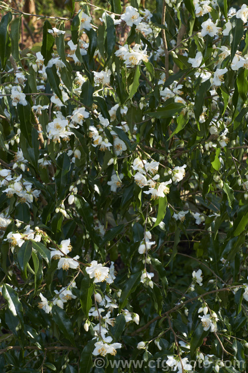 <i>Camellia tsaii</i>, a fragrant, late winter- to early spring-flowering, rather tender shrub or small tree native to Burma, southwestern China and northern Vietnam. Order: Ericales, Family: Theaceae