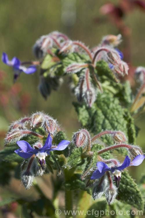 Borage (<i>Borago officinalis</i>), a quick-growing annual or short-lived perennial herb that is popular with beekeepers as a nectar source, though it is confused with Viper's Bugloss (<i>Echium vulgare</i>). Borage has medicinal uses and the leaves can be used in salads. borago-2604htm'>Borago.