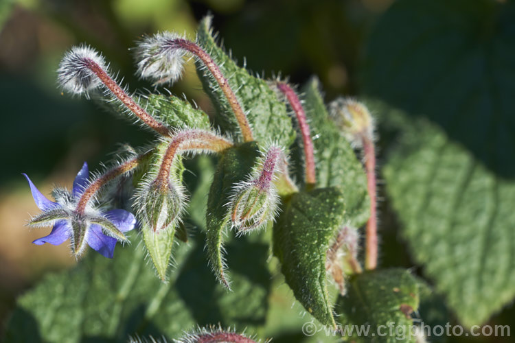 Borage (<i>Borago officinalis</i>), a quick-growing annual or short-lived perennial herb that is popular with beekeepers as a nectar source, though it is confused with Viper's Bugloss (<i>Echium vulgare</i>). Borage has medicinal uses and the leaves can be used in salads. borago-2604htm'>Borago.