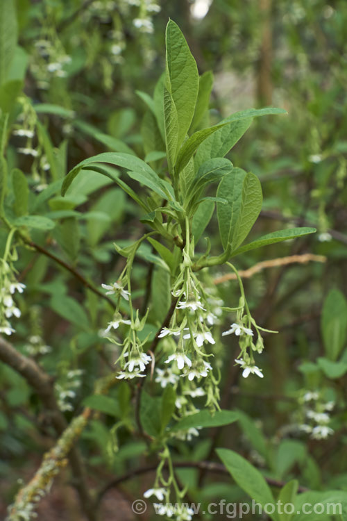 Oregon. Plum (<i>Oemleria cerasiformis [syn. Osmaronia cerasiformis]), a deciduous shrub native to western North America. The small white flowers open in late winter to early spring and are followed by black drupes. oemleria-3184htm'>Oemleria.