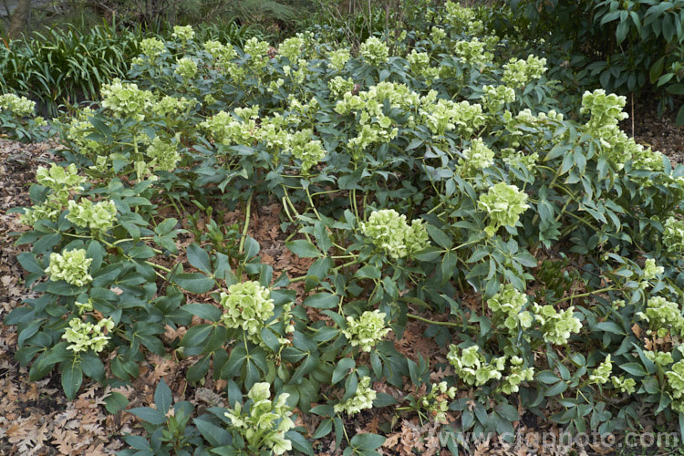 Helleborus argutifolius (syn. Helleborus corsicus</i>), an evergreen, winter- to early spring-flowering perennial native to Corsica and Sardinia. It can grow to as much as 1m tall but often has a sprawling habit and may support itself on shrubs or tree trunks. Order: Ranunculales, Family: Ranunculaceae