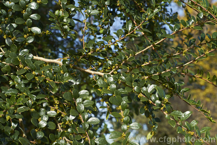 Vanilla. Tree (<i>Azara microphylla</i>) in flower. Although only tiny, the flowers of this evergreen, spring-bloomingChilean and Argentinean tree have a strong vanilla scent that announces their presence well before they can be seen. azara-2391htm'>Azara. <a href='salicaceae-plant-family-photoshtml'>Salicaceae</a>.