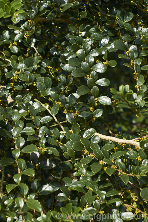 Vanilla. Tree (<i>Azara microphylla</i>) in flower. Although only tiny, the flowers of this evergreen, spring-bloomingChilean and Argentinean tree have a strong vanilla scent that announces their presence well before they can be seen. azara-2391htm'>Azara. <a href='salicaceae-plant-family-photoshtml'>Salicaceae</a>.