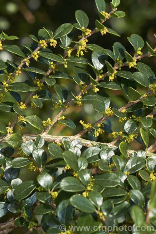 Vanilla. Tree (<i>Azara microphylla</i>) in flower. Although only tiny, the flowers of this evergreen, spring-bloomingChilean and Argentinean tree have a strong vanilla scent that announces their presence well before they can be seen. azara-2391htm'>Azara. <a href='salicaceae-plant-family-photoshtml'>Salicaceae</a>.