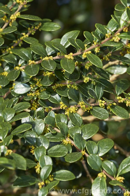 Vanilla. Tree (<i>Azara microphylla</i>) in flower. Although only tiny, the flowers of this evergreen, spring-bloomingChilean and Argentinean tree have a strong vanilla scent that announces their presence well before they can be seen. azara-2391htm'>Azara. <a href='salicaceae-plant-family-photoshtml'>Salicaceae</a>.