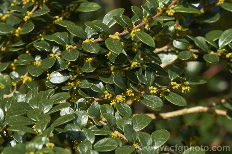 Vanilla. Tree (<i>Azara microphylla</i>) in flower. Although only tiny, the flowers of this evergreen, spring-bloomingChilean and Argentinean tree have a strong vanilla scent that announces their presence well before they can be seen. azara-2391htm'>Azara. <a href='salicaceae-plant-family-photoshtml'>Salicaceae</a>.