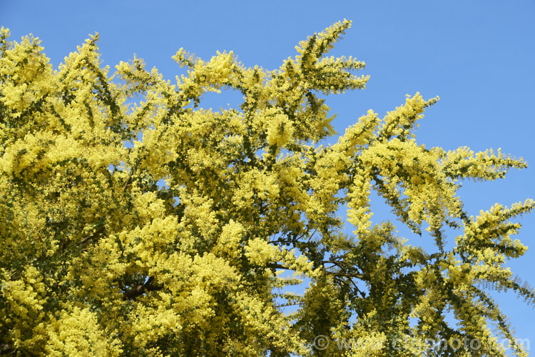 Oven's Wattle or Alpine Wattle (<i>Acacia pravissima</i>), an evergreen, late winter- to spring-flowering, large shrub or small tree from south-eastern Australia. The sharply angled phyllodes are quite distinctive. The soft yellow flowers are mildly scented. Order: Fabales, Family: Fabaceae