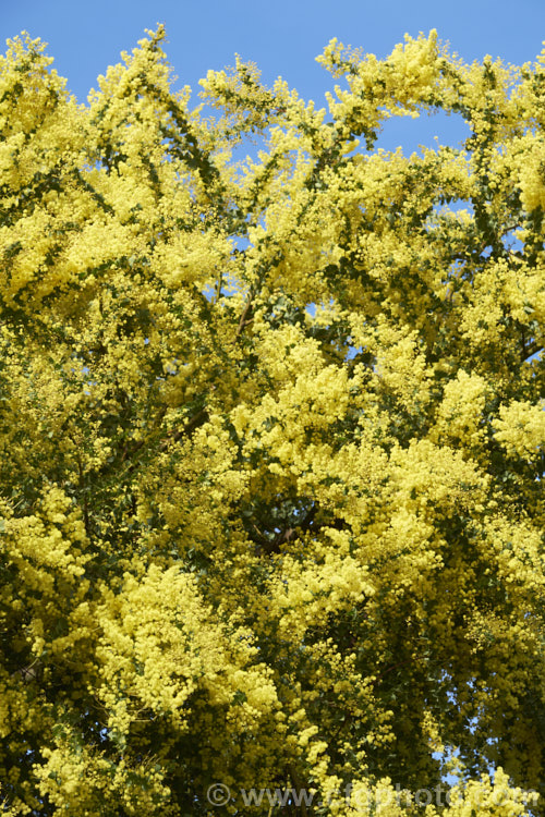 Oven's Wattle or Alpine Wattle (<i>Acacia pravissima</i>), an evergreen, late winter- to spring-flowering, large shrub or small tree from south-eastern Australia. The sharply angled phyllodes are quite distinctive. The soft yellow flowers are mildly scented. Order: Fabales, Family: Fabaceae