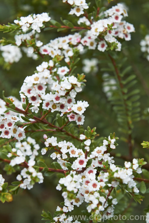 Grampians. Thryptomene (<i>Thryptomene calycina</i>), an evergreen, late winter- to spring-flowering 15-18m high shrub native to western Victoria, Australia, particularly the Grampian region. thryptomene-2918htm'>Thryptomene. .