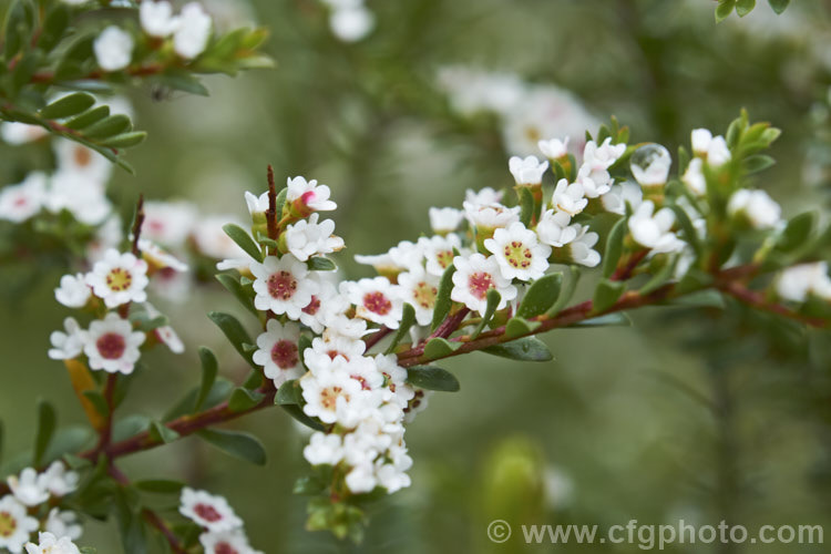 Grampians. Thryptomene (<i>Thryptomene calycina</i>), an evergreen, late winter- to spring-flowering 15-18m high shrub native to western Victoria, Australia, particularly the Grampian region. thryptomene-2918htm'>Thryptomene. .