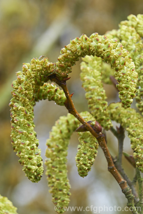 Male catkins of Yashabushi (<i>Alnus firma</i>), a large deciduous shrub or tree up to 15m tall. Native to Japan, it is notable for its finely downy foliage and late winter- to spring-borne catkins. The cones of this plant are the source of yashabushi dye, which was traditionally used to colour ivory. alnus-2121htm'>Alnus. <a href='betulaceae-plant-family-photoshtml'>Betulaceae</a>.