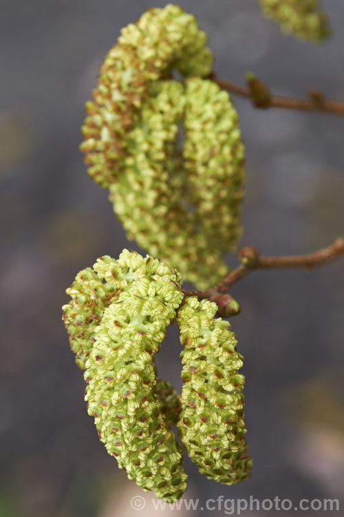 Male catkins of Yashabushi (<i>Alnus firma</i>), a large deciduous shrub or tree up to 15m tall. Native to Japan, it is notable for its finely downy foliage and late winter- to spring-borne catkins. The cones of this plant are the source of yashabushi dye, which was traditionally used to colour ivory. alnus-2121htm'>Alnus. <a href='betulaceae-plant-family-photoshtml'>Betulaceae</a>.