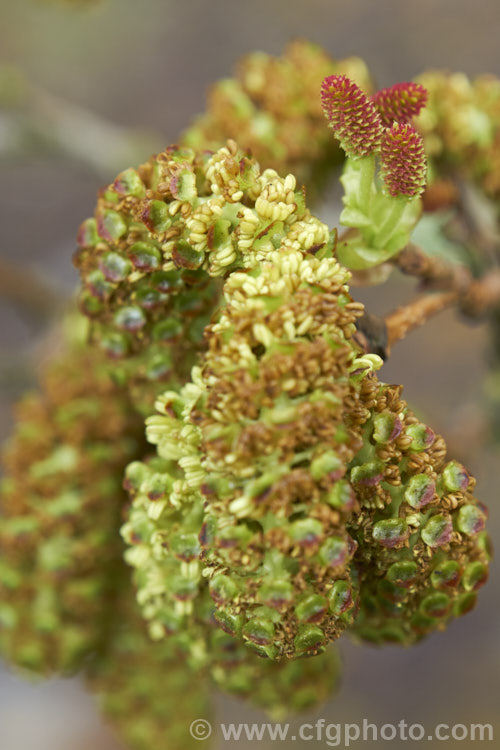 Male catkins and smaller, red-tinted female catkins of Yashabushi (<i>Alnus firma</i>), a large deciduous shrub or tree up to 15m tall. Native to Japan, it is notable for its finely downy foliage and late winter- to spring-borne catkins. The cones of this plant are the source of yashabushi dye, which was traditionally used to colour ivory. alnus-2121htm'>Alnus. <a href='betulaceae-plant-family-photoshtml'>Betulaceae</a>.