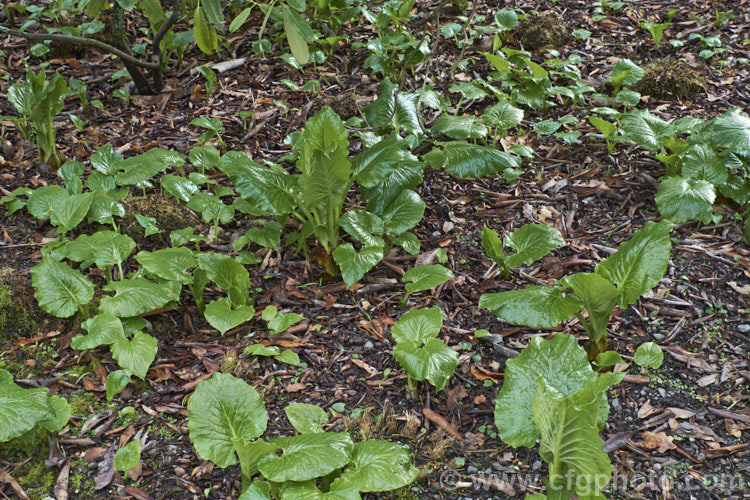 Young shoots and seedlings of the Giant Himalayan Lily (<i>Cardiocrinum giganteum</i>) in early spring. This early summer-flowering Himalayan bulb grows very quickly to over 3m high after disappearing completely over winter. The flowers are quite strongly scented, though because they are so high up the fragrance is not always noticeable. Order: Liliales, Family: Liliaceae