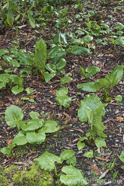 Young shoots and seedlings of the Giant Himalayan Lily (<i>Cardiocrinum giganteum</i>) in early spring. This early summer-flowering Himalayan bulb grows very quickly to over 3m high after disappearing completely over winter. The flowers are quite strongly scented, though because they are so high up the fragrance is not always noticeable. Order: Liliales, Family: Liliaceae