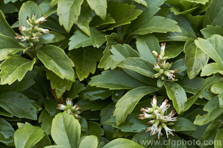 Japanese Spurge (<i>Pachysandra terminalis</i>). The small, spring-borne flowers of this low, spreading, evergreen groundcover subshrub are pleasantly scented. It occurs naturally in Japan and nearby parts of China. pachysandra-2472htm'>Pachysandra. <a href='buxaceae-plant-family-photoshtml'>Buxaceae</a>.