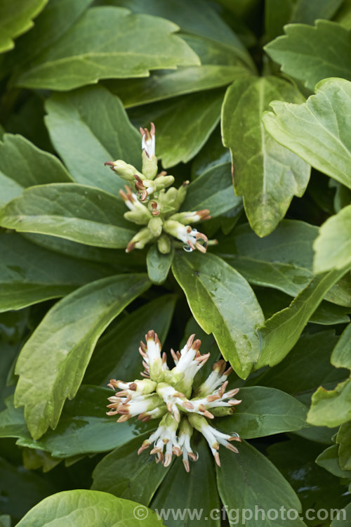 Japanese Spurge (<i>Pachysandra terminalis</i>). The small, spring-borne flowers of this low, spreading, evergreen groundcover subshrub are pleasantly scented. It occurs naturally in Japan and nearby parts of China. pachysandra-2472htm'>Pachysandra. <a href='buxaceae-plant-family-photoshtml'>Buxaceae</a>.