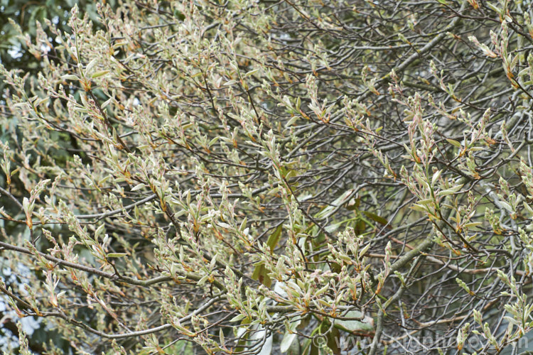 Amelanchier bartramiana in bud in early spring. This spring-flowering, deciduous, large shrub or small tree is native to eastern North America. It grows to around 5m tall and the flowers are followed by small black fruits. Order: Rosales, Family: Rosaceae