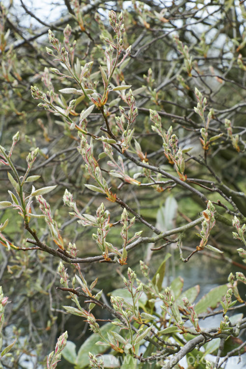 Amelanchier bartramiana in bud in early spring. This spring-flowering, deciduous, large shrub or small tree is native to eastern North America. It grows to around 5m tall and the flowers are followed by small black fruits. Order: Rosales, Family: Rosaceae