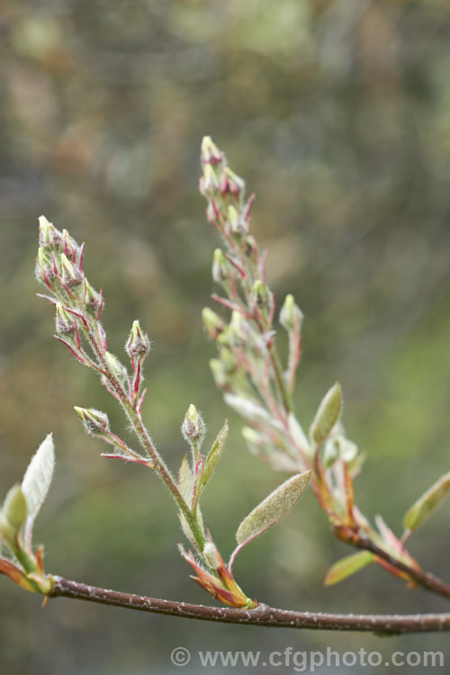 Amelanchier bartramiana in bud in early spring. This spring-flowering, deciduous, large shrub or small tree is native to eastern North America. It grows to around 5m tall and the flowers are followed by small black fruits. Order: Rosales, Family: Rosaceae