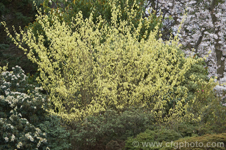 A large scale rockery planting dominated by Corylopsis glandulifera, a 3-4m tall deciduous shrub native to China, Korea and eastern Russia. It blooms in late winter and early spring before the foliage develops. corylopsis-2223htm'>Corylopsis. <a href='hamamelidaceae-plant-family-photoshtml'>Hamamelidaceae</a>.