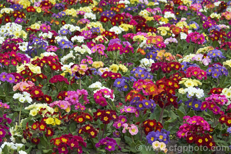 Mixed colours of Polyanthus (<i>Primula x pruhoniciana</i>). While nominally perennial, these large-flowered forms may be short-lived and are often treated as annuals, planted to provide late winter and early spring colour <span style='color:red'>Note:</span> this is real garden flower bed, not a staged group, and some of the flowers show mud-spattering from rain, wind damage, insect damage, etc. They are not 'picture perfect' but they are as seen in real life.