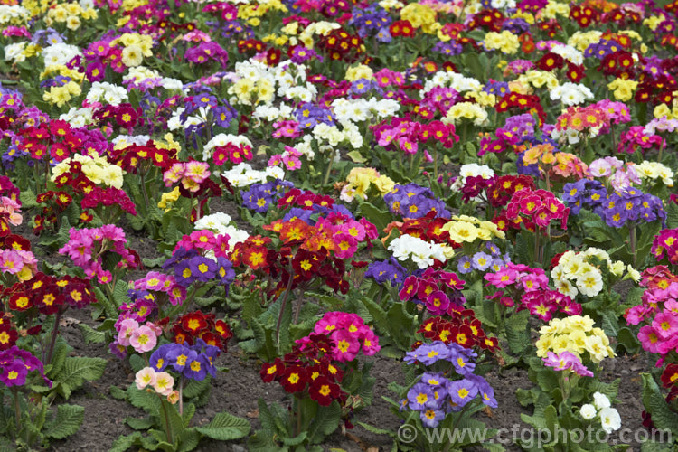 Mixed colours of Polyanthus (<i>Primula x pruhoniciana</i>). While nominally perennial, these large-flowered forms may be short-lived and are often treated as annuals, planted to provide late winter and early spring colour <span style='color:red'>Note:</span> this is real garden flower bed, not a staged group, and some of the flowers show mud-spattering from rain, wind damage, insect damage, etc. They are not 'picture perfect' but they are as seen in real life.