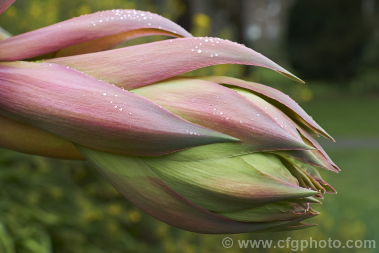 The developing flowerhead of Beschorneria yuccoides, a semi-succulent yucca-like perennial from Mexico. Red flower stems and bracts partially conceal tubular, green flowers. beschorneria-2412htm'>Beschorneria.