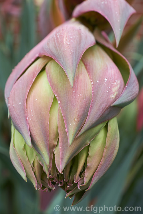 The developing flowerhead of Beschorneria yuccoides, a semi-succulent yucca-like perennial from Mexico. Red flower stems and bracts partially conceal tubular, green flowers. beschorneria-2412htm'>Beschorneria.