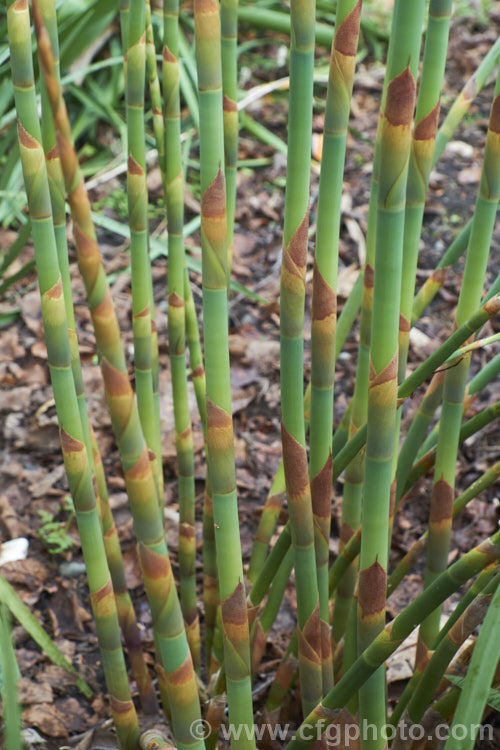 Giant Restio (<i>Rhodocoma gigantea</i>), a 2-3m tall, rush-like plant native to South Africa, where it occurs in the mountains of the Cape. After a juvenile phase producing feathery plumes, the plant develops into a clump of almost bamboo-like canes topped with golden brown flowerheads; erect for the females and arching for the males