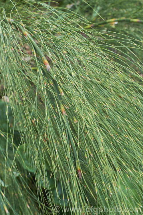 Giant Restio (<i>Rhodocoma gigantea</i>), a 2-3m tall, rush-like plant native to South Africa, where it occurs in the mountains of the Cape. After a juvenile phase producing feathery plumes, the plant develops into a clump of almost bamboo-like canes topped with golden brown flowerheads; erect for the females and arching for the males