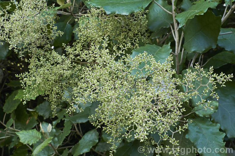 Rangiora (<i>Brachyglottis repanda</i>), a large-leaved, 25-6m tall, spring-flowering, evergreen shrub or small tree native to New Zealand. The tiny, cream, daisy-like flowerheads are massed in panicles. Those shown here are just about to open. brachyglottis-2162htm'>Brachyglottis.