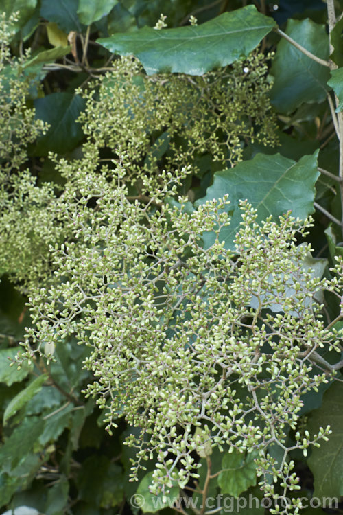 Rangiora (<i>Brachyglottis repanda</i>), a large-leaved, 25-6m tall, spring-flowering, evergreen shrub or small tree native to New Zealand. The tiny, cream, daisy-like flowerheads are massed in panicles. Those shown here are just about to open. brachyglottis-2162htm'>Brachyglottis.