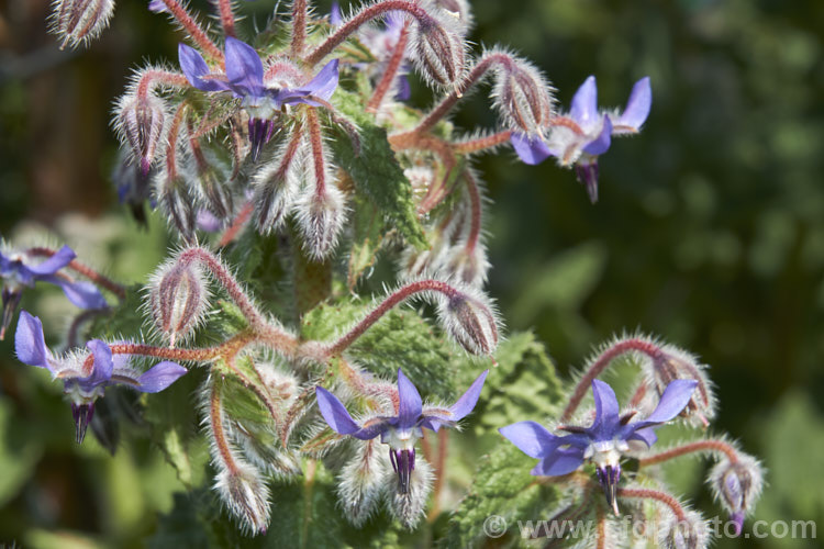 Borage (<i>Borago officinalis</i>), a quick-growing annual or short-lived perennial herb that is popular with beekeepers as a nectar source, though it is confused with Viper's Bugloss (<i>Echium vulgare</i>). Borage has medicinal uses and the leaves can be used in salads. borago-2604htm'>Borago.