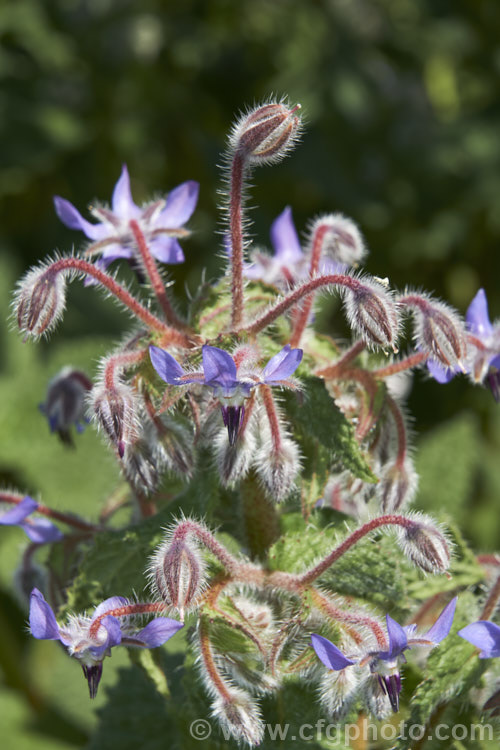 Borage (<i>Borago officinalis</i>), a quick-growing annual or short-lived perennial herb that is popular with beekeepers as a nectar source, though it is confused with Viper's Bugloss (<i>Echium vulgare</i>). Borage has medicinal uses and the leaves can be used in salads. borago-2604htm'>Borago.