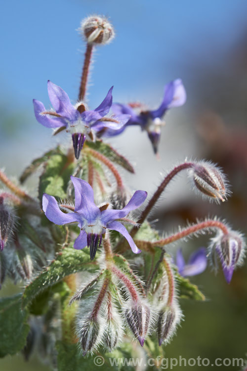 Borage (<i>Borago officinalis</i>), a quick-growing annual or short-lived perennial herb that is popular with beekeepers as a nectar source, though it is confused with Viper's Bugloss (<i>Echium vulgare</i>). Borage has medicinal uses and the leaves can be used in salads. borago-2604htm'>Borago.